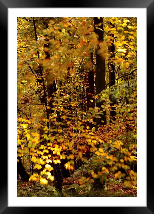 Sunlit wind blown autumn leaves Framed Mounted Print by Simon Johnson