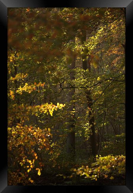 Sunlit woodland Framed Print by Simon Johnson