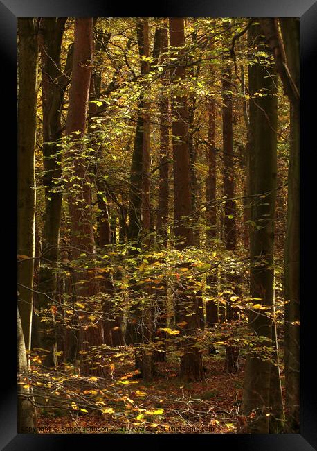 sunlit woodland Framed Print by Simon Johnson