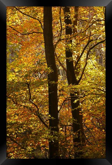 Autumn beech leaves Framed Print by Simon Johnson