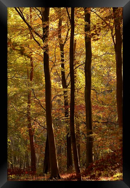 sunlit autumn woodland Framed Print by Simon Johnson