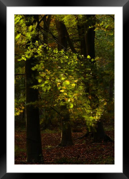 wind blown leaves Framed Mounted Print by Simon Johnson