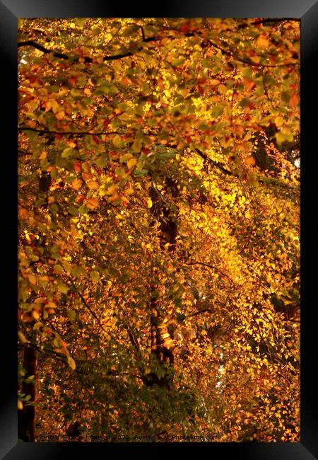 Autumn gold Framed Print by Simon Johnson