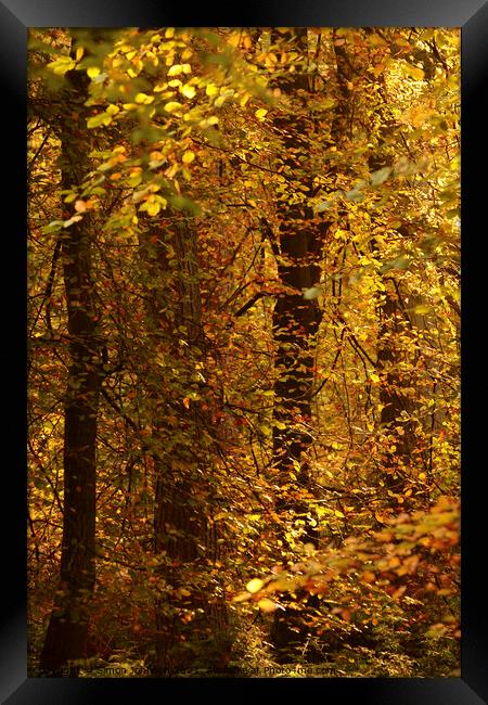 sunlit autumn woodland Framed Print by Simon Johnson