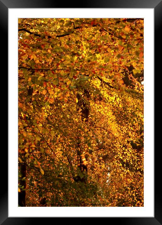 Sunlit autumn leaves Framed Mounted Print by Simon Johnson