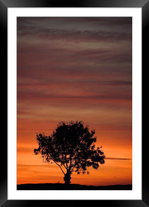 sunset sky and tree silhouette  Framed Mounted Print by Simon Johnson