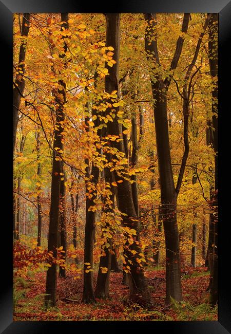 Autumn Woodland  colours  Framed Print by Simon Johnson