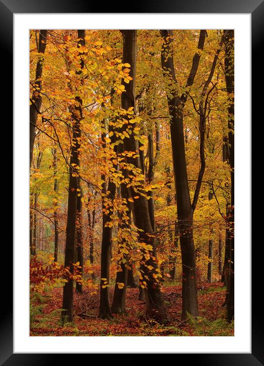 Autumn Woodland  colours  Framed Mounted Print by Simon Johnson