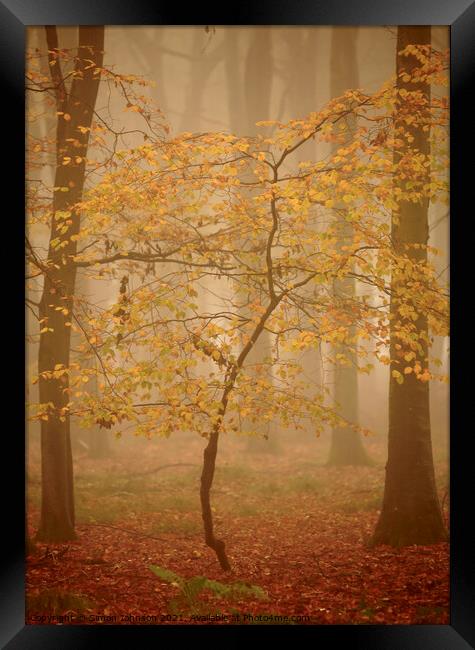 Beech sapling Framed Print by Simon Johnson