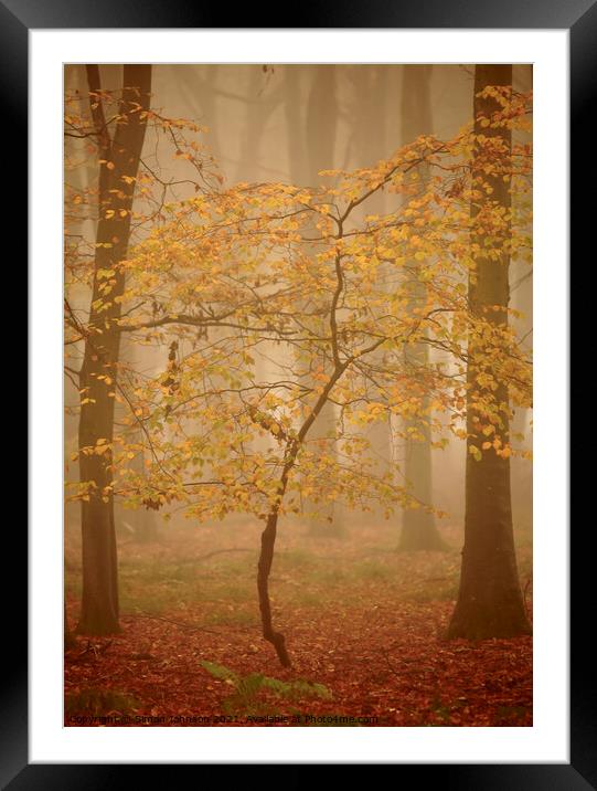 Beech sapling Framed Mounted Print by Simon Johnson