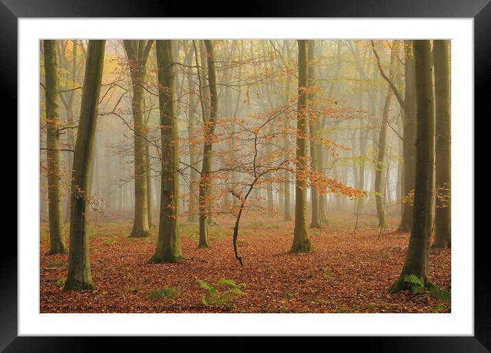 Beech woodland Framed Mounted Print by Simon Johnson