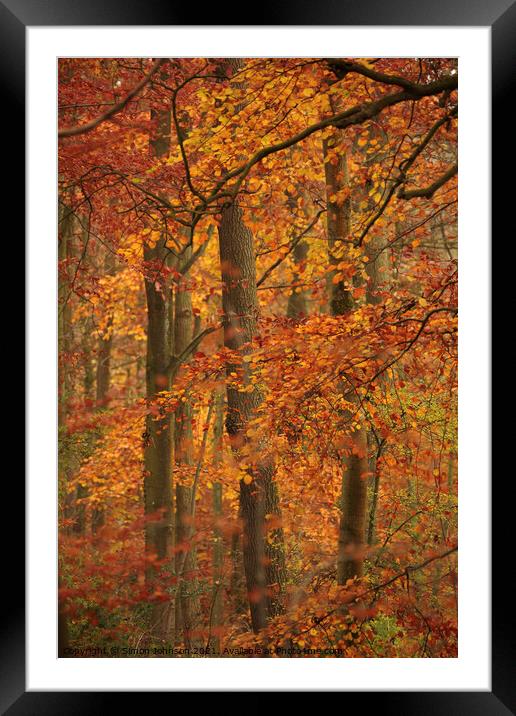 autumn colour Framed Mounted Print by Simon Johnson