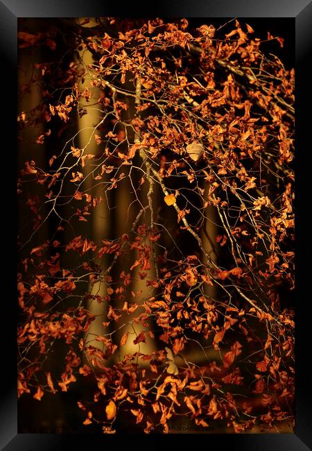 sunlit leaves Framed Print by Simon Johnson