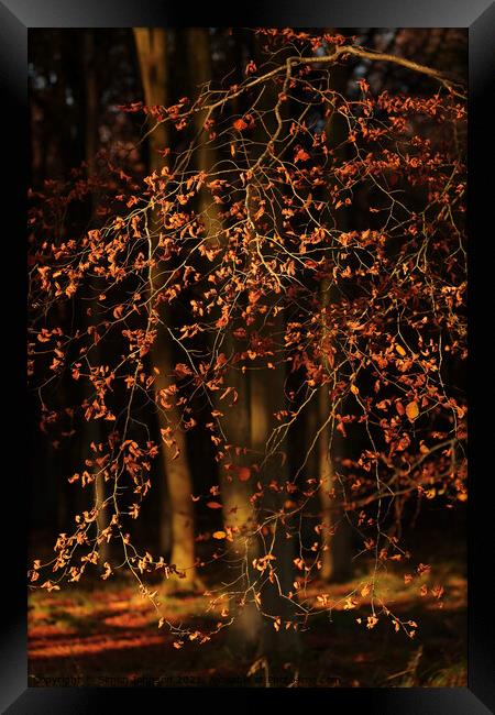 Sunlit leaves Framed Print by Simon Johnson