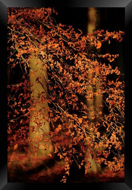sunlit Beech Leaves Framed Print by Simon Johnson