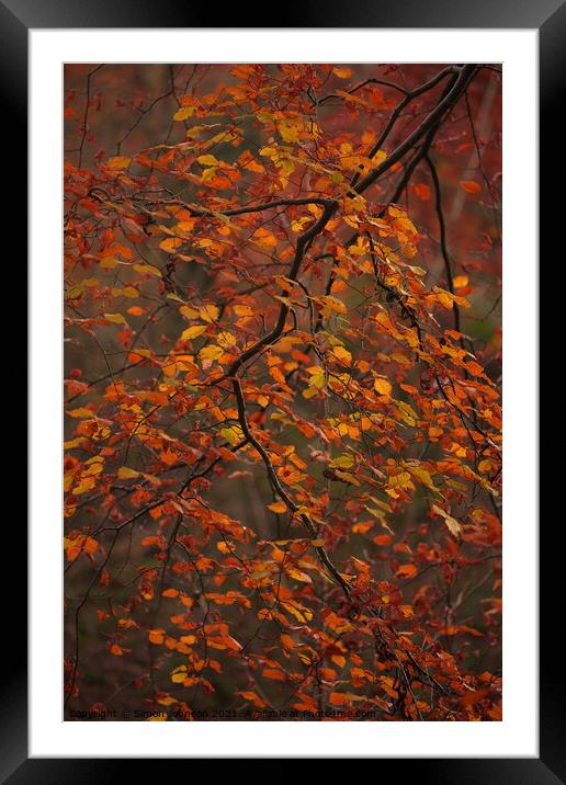 Autumn beech leaves Framed Mounted Print by Simon Johnson