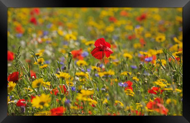 Wild flower meadow Framed Print by Simon Johnson