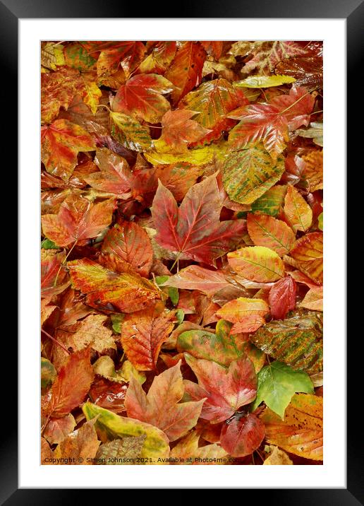 Autumn Leaves Framed Mounted Print by Simon Johnson