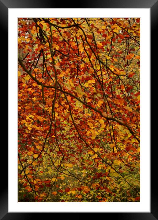 Autumn Leaf Curtain Framed Mounted Print by Simon Johnson
