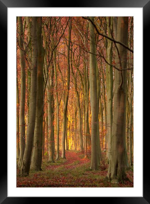 Woodland light Framed Mounted Print by Simon Johnson
