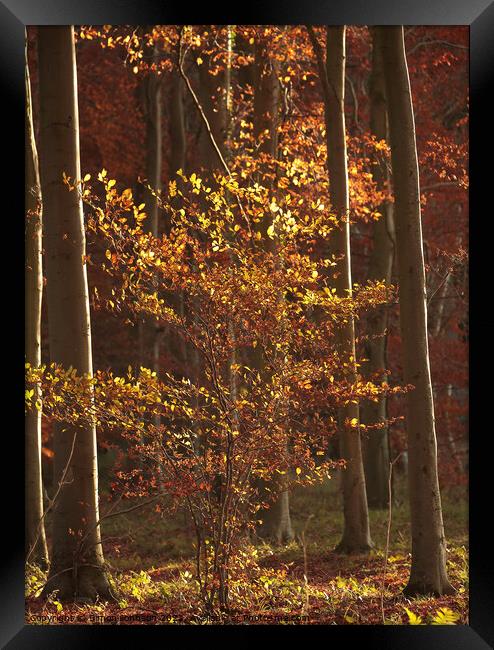 sunlit woodland Framed Print by Simon Johnson