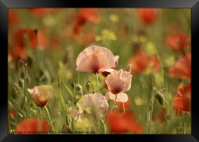 Poppy Flowers Framed Print by Simon Johnson