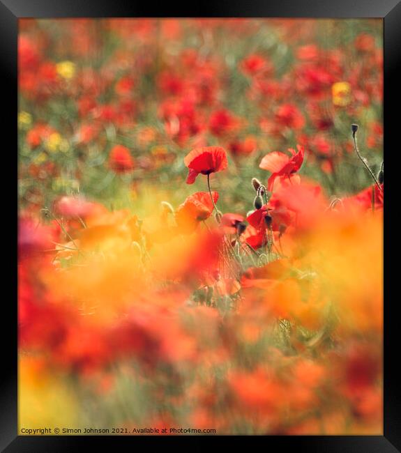 poppies  Framed Print by Simon Johnson
