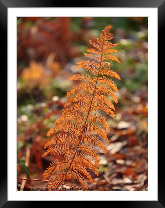 Autumn fern Framed Mounted Print by Simon Johnson
