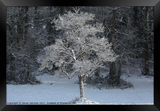 sunlit  frosted tree Framed Print by Simon Johnson