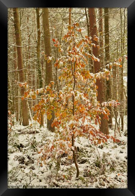 snow clad tree with autumn leaves Framed Print by Simon Johnson