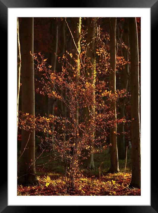  Autumn Beech tree  Framed Mounted Print by Simon Johnson