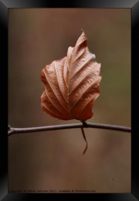 beech leaf Framed Print by Simon Johnson