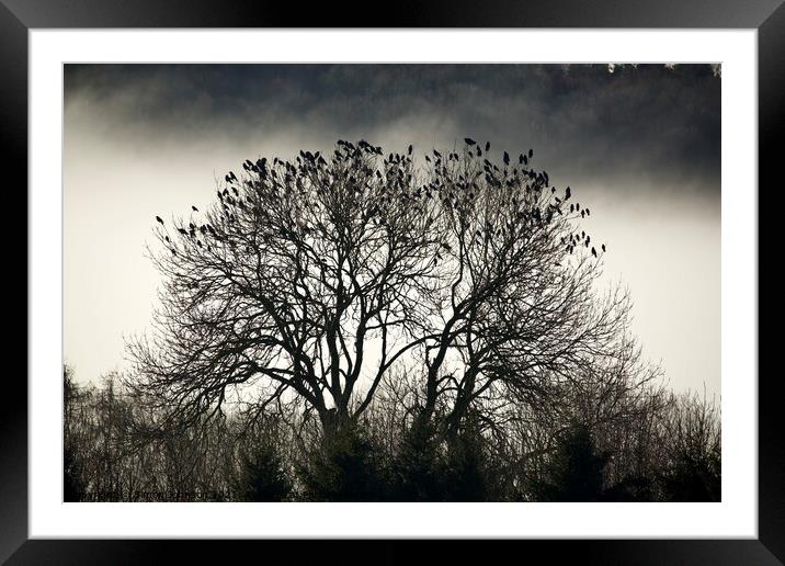 A collection of rooks Framed Mounted Print by Simon Johnson