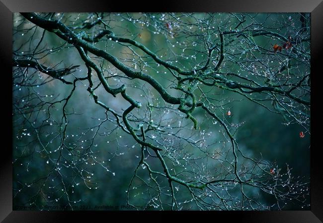 Morning dew drops Framed Print by Simon Johnson