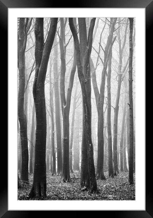  Beech wood architecture  Framed Mounted Print by Simon Johnson