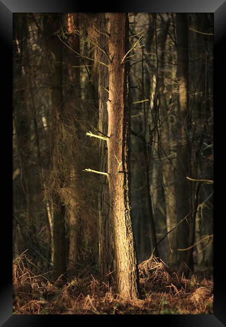 Woodland sunlight Framed Print by Simon Johnson