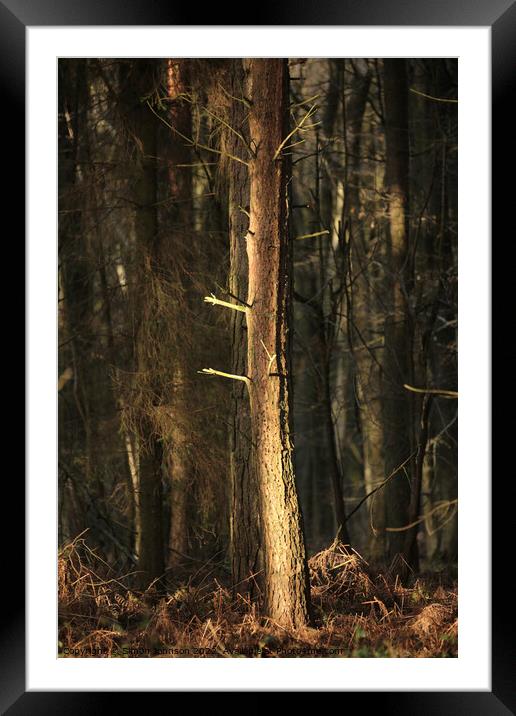 Woodland sunlight Framed Mounted Print by Simon Johnson