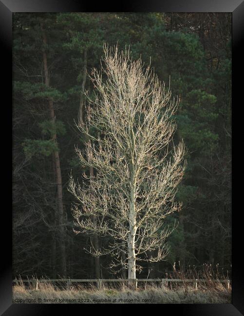 sunlit tree Framed Print by Simon Johnson