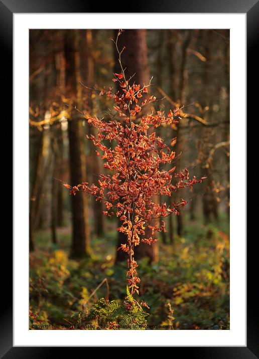 sunlit woodland Framed Mounted Print by Simon Johnson