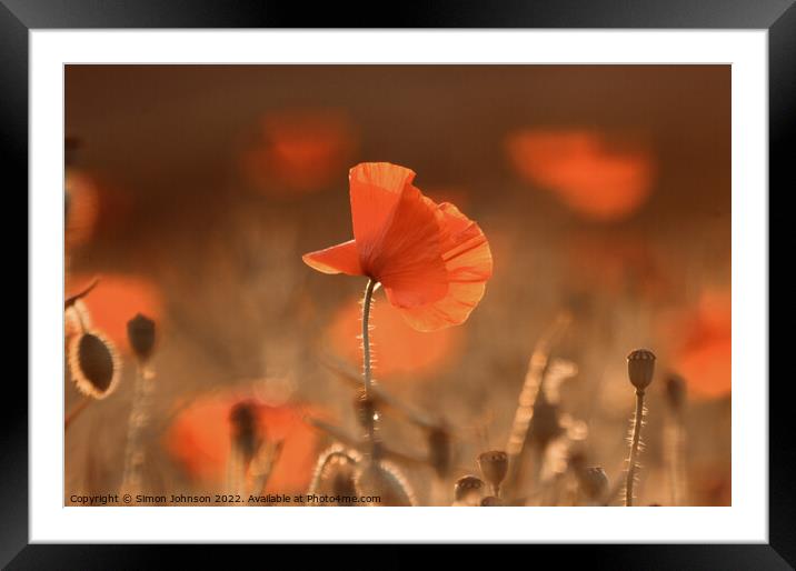 sunlit poppy Framed Mounted Print by Simon Johnson