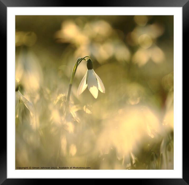  Sunlit snowdrop flower Framed Mounted Print by Simon Johnson
