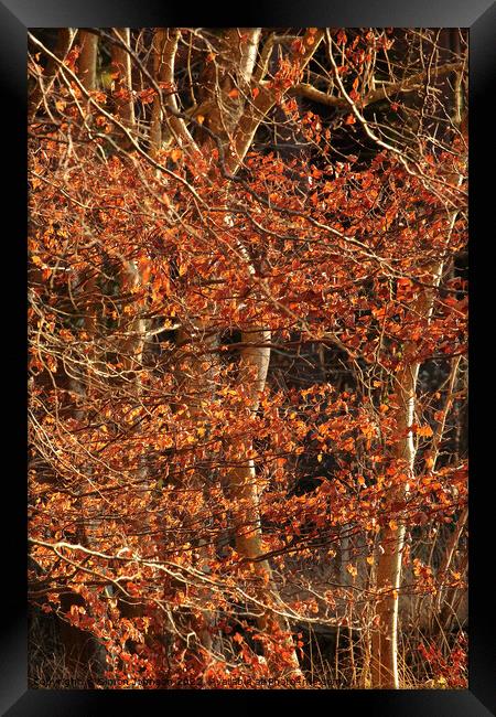 Autumn leaves in Winter Framed Print by Simon Johnson
