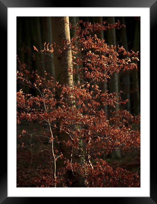 Sunlit woodland Framed Mounted Print by Simon Johnson