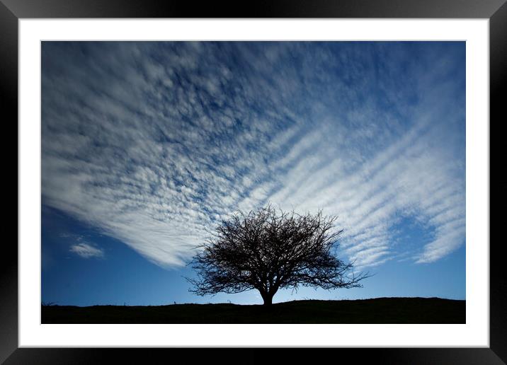 Tree silhouette Framed Mounted Print by Simon Johnson