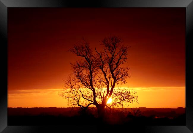 sunrise tree Framed Print by Simon Johnson