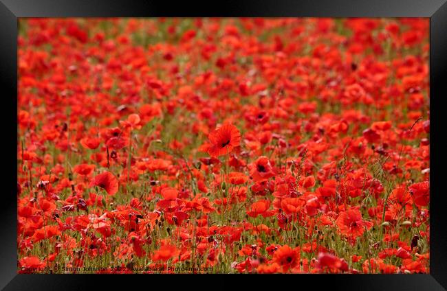 poppys galore Framed Print by Simon Johnson