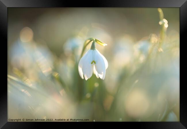 A close up of a Snowdrop flower Framed Print by Simon Johnson