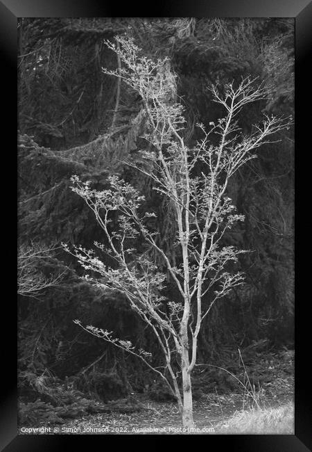 tree profile Framed Print by Simon Johnson