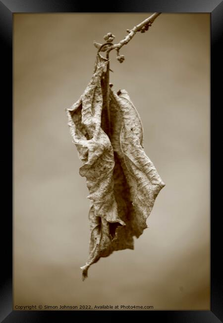 Dying leaf Framed Print by Simon Johnson