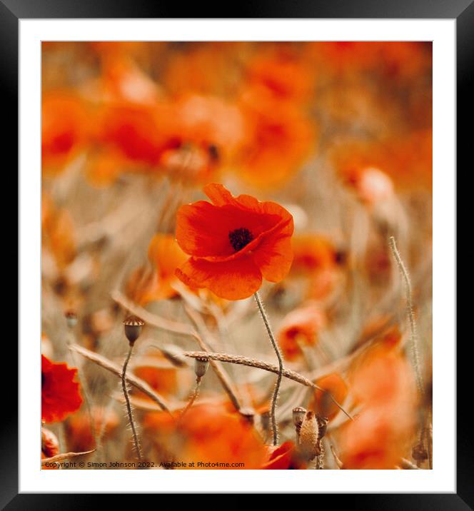 poppy in the wind Framed Mounted Print by Simon Johnson